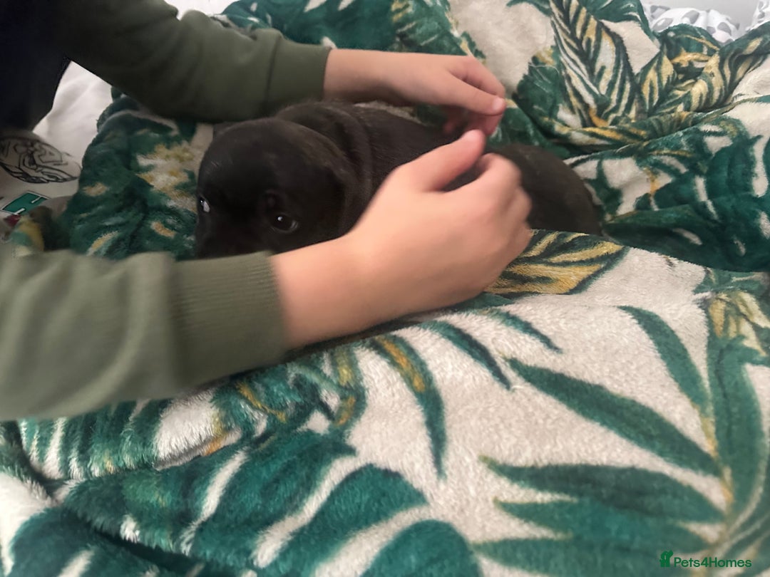 Staffordshire Bull Terrier dogs for sale: Gorgeous black brindle Staffy pups KC - Image 20