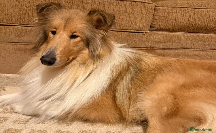 Rough Collie dogs Rough Collie - Advert 2