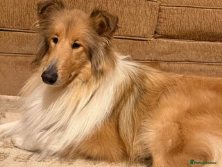 Rough Collie dogs Rough Collie - Advert 2