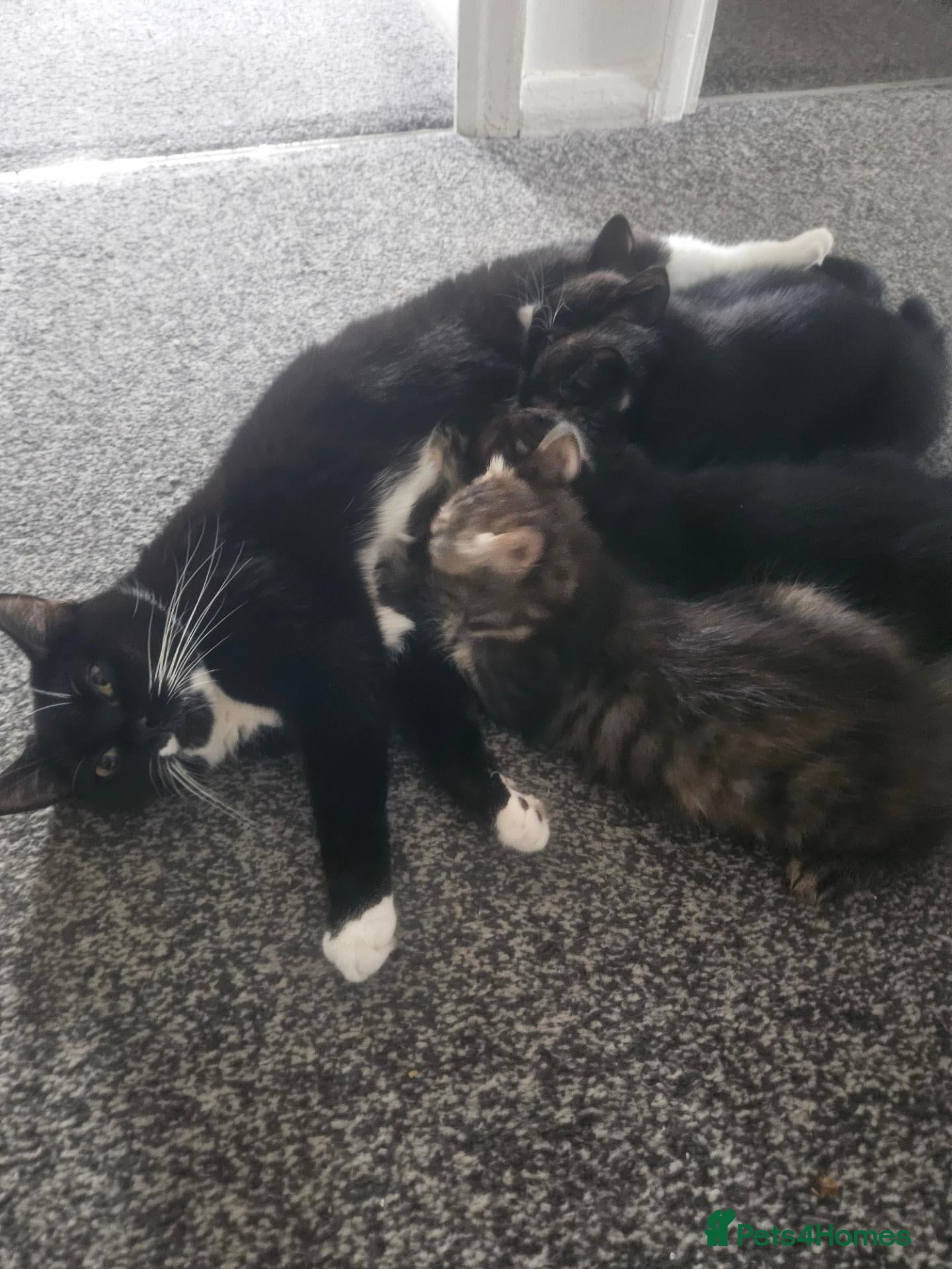 Mixed Breed cats Adorable Kittens Looking for Loving Homes - Advert 8