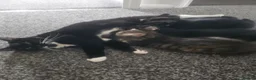 Mixed Breed cats for sale: Adorable Kittens Looking for Loving Homes in Slough - Advert 1