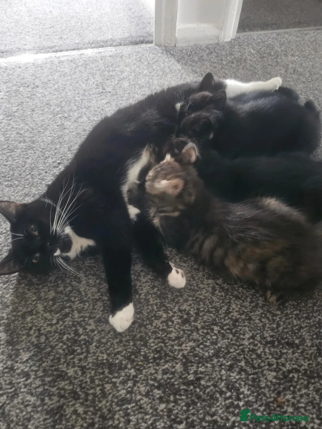 Mixed Breed cats for sale: Adorable Kittens Looking for Loving Homes in Slough - Advert 1