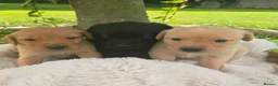 Labrador Retriever dogs for sale: *Beautiful kc, Dna clear labrador puppies* - Advert 2