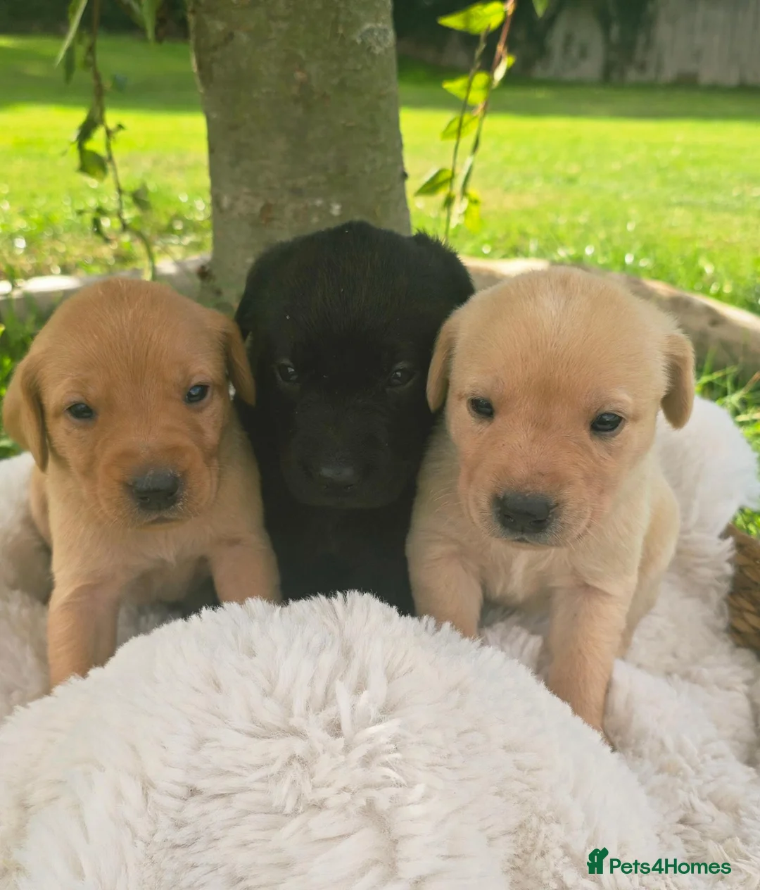 Labrador Retriever dogs for sale: *Beautiful kc, Dna clear labrador puppies* - Advert 2