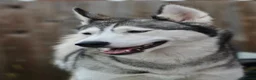 Siberian Husky dogs for sale: 2 Siberian huskies in Huntingdon - Advert 9