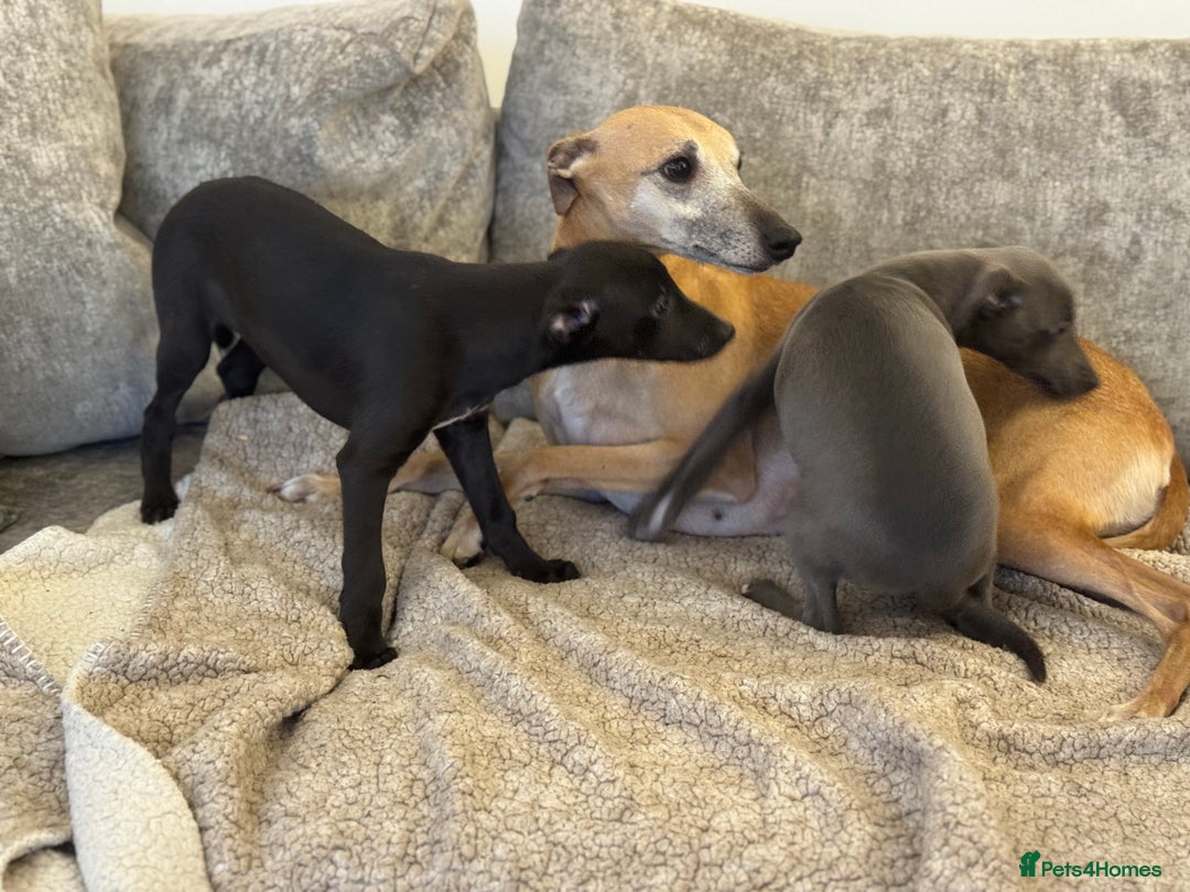 Whippet dogs for sale: 2 BEAUTIFUL TRUE SHOE TYPE KC REGISTERED WHIPPETS - Advert 4