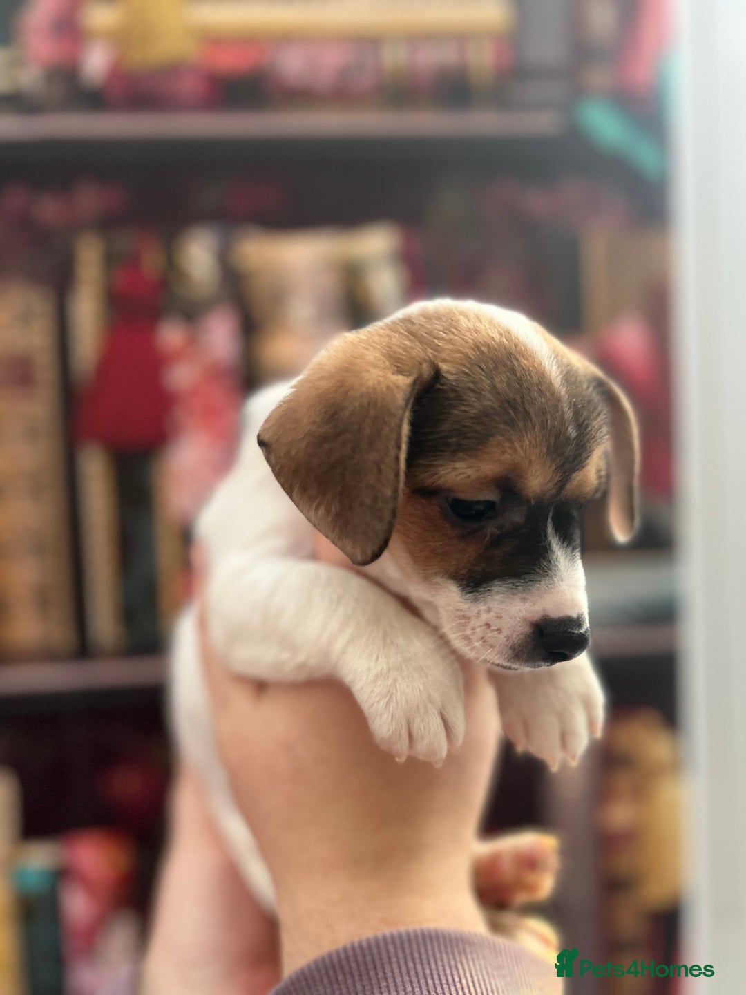 Jack Russell dogs for sale: **Traditional Jack Russell** - Image 7