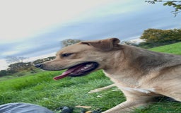 Mixed Breed dogs for sale: Max 11 month - Male  - Image 10