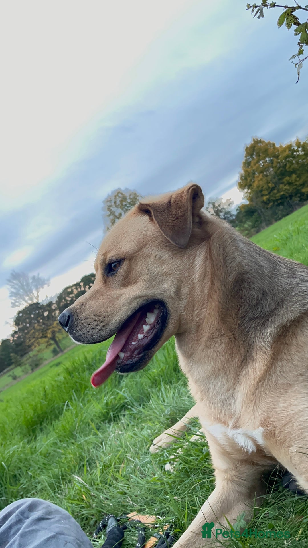 Mixed Breed dogs for sale: Max 11 month - Male  - Image 10