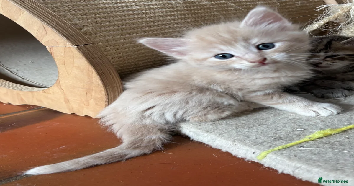 Ragdoll Kittens for sale | Pets4Homes