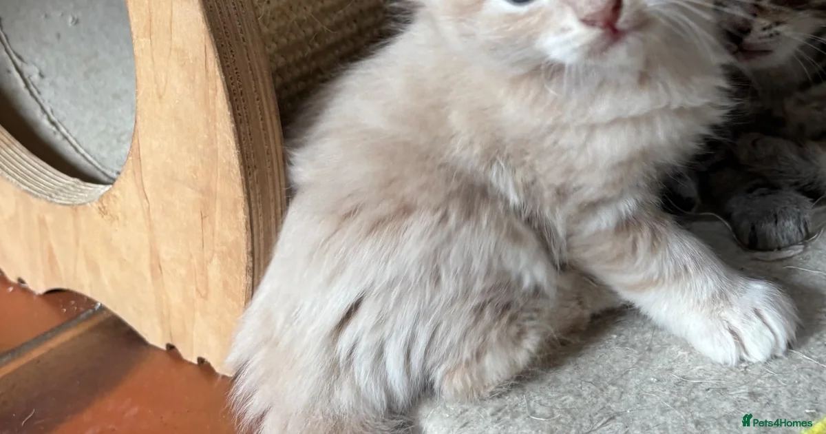 Ragdoll Kittens for sale | Pets4Homes