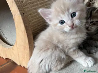 Ragdoll cats Lovely Kittens - Advert 5