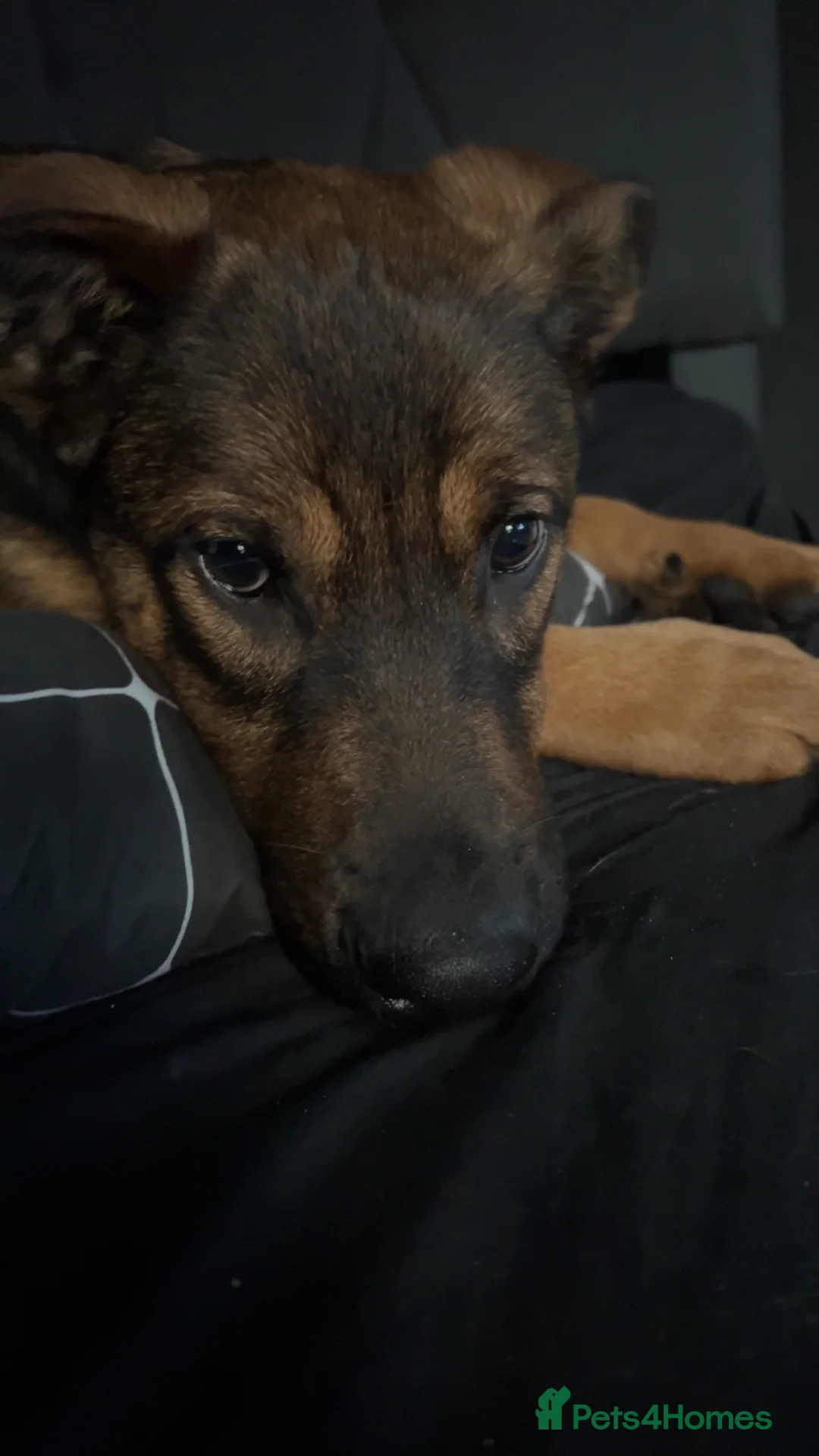 Rottweiler dogs for sale: Beautiful male german shepherd x Rottweiler - Advert 2