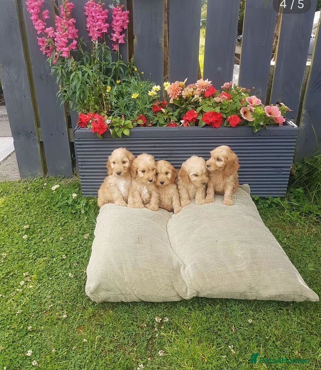 Cockapoo dogs for sale: Adorable cockapoo puppies - Advert 3