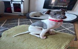 Italian Greyhound dogs for sale: 7/8 Italian greyhound x 1/8 whippet pup for sale  - Image 2