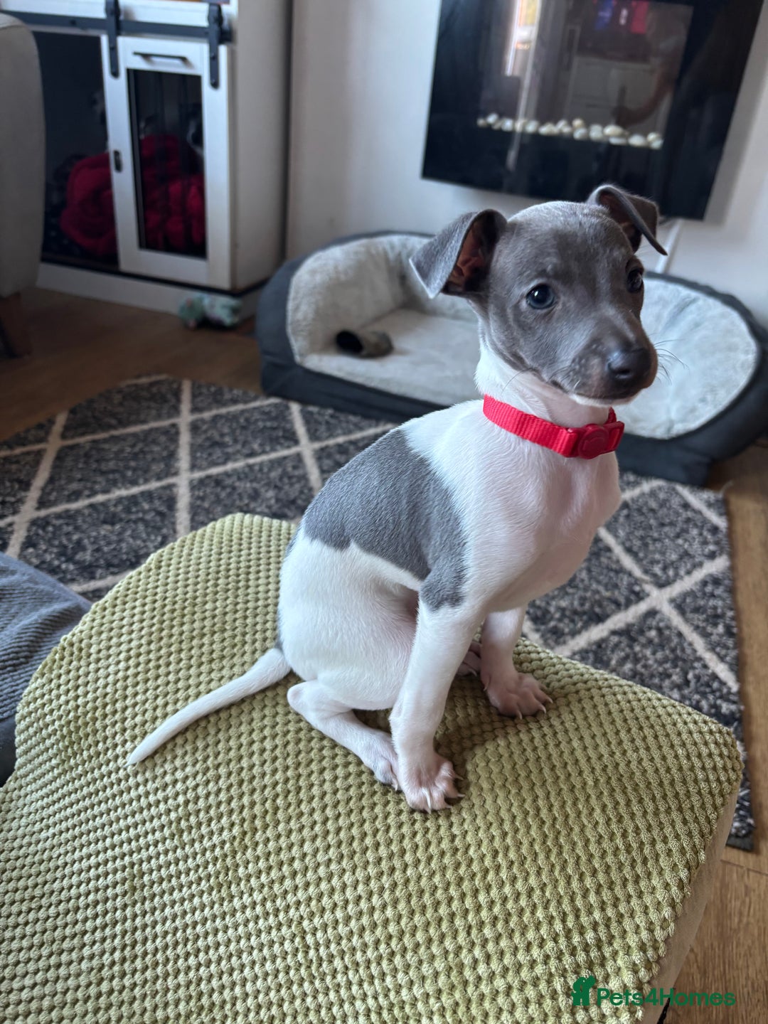 Italian Greyhound dogs for sale: 7/8 Italian greyhound x 1/8 whippet pup for sale  - Image 2