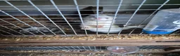 Ferret rodents for sale: Micro ferrits - Advert 4