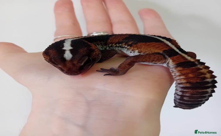 Gecko reptiles in Wigston - Advert 4