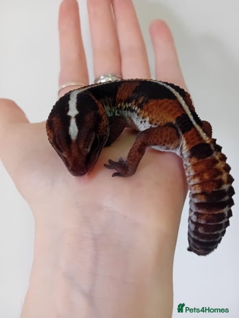 Gecko reptiles in Wigston - Advert 4