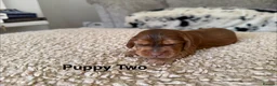 Cocker Spaniel dogs for sale: *SHOW TYPE COCKER SPANIEL PUPPIES* in Walsall - Advert 5