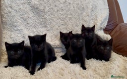 Mixed Breed cats for sale: Beautiful kittens available  - Image 3