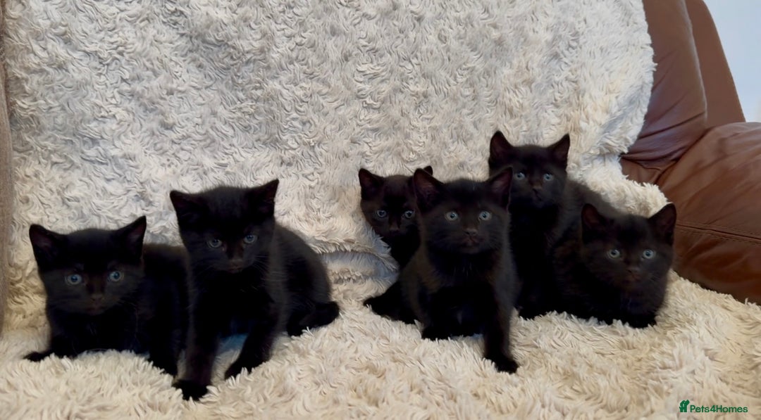 Mixed Breed cats for sale: Beautiful kittens available  - Image 3