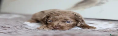 Cavapoo 3
