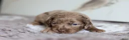 Cavapoo dogs for sale: F1 rare chocolate/choc Merle Cavapoo pups - Advert 39