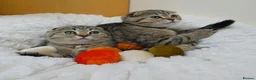 British Shorthair cats for sale: Golden Tabby Kittens  - Advert 14