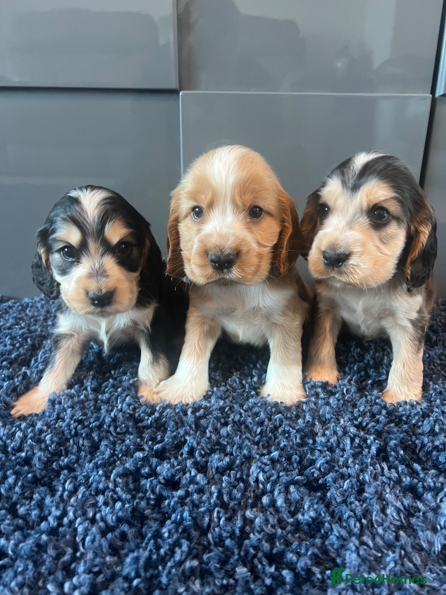 Cocker Spaniel dogs Show type KC reg health tested. Boys available  - Advert 1