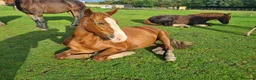 Mixed Breed livestock for sale: Welsh X mare in Ashington - Advert 3