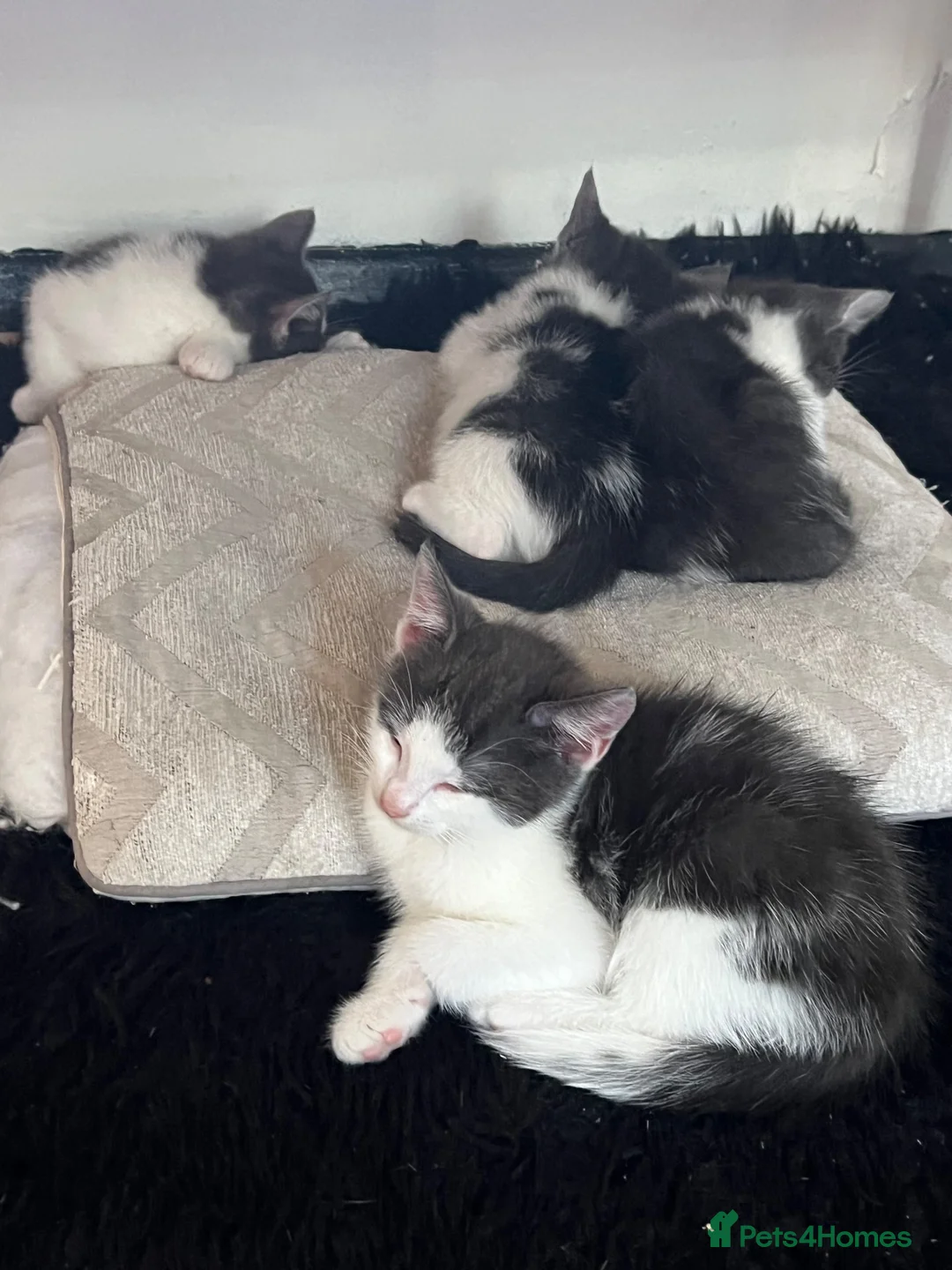 Mixed Breed cats for sale: Little kittens  - Advert 2