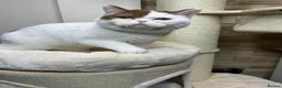 British Shorthair cats for sale: Blue Eyed BSH beauty - Advert 3