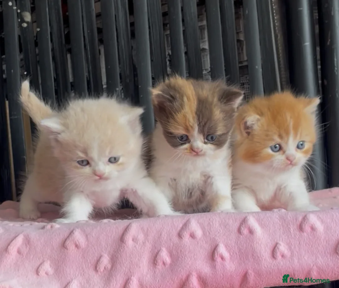 British Shorthair cats for sale: Beautiful BSH babies for sale  in Grays - Advert 1