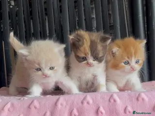 British Shorthair cats for sale: Beautiful BSH babies for sale - Advert 1