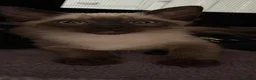 Siamese cats for sale: Siamese female kitten (chocolate point) - Advert 4