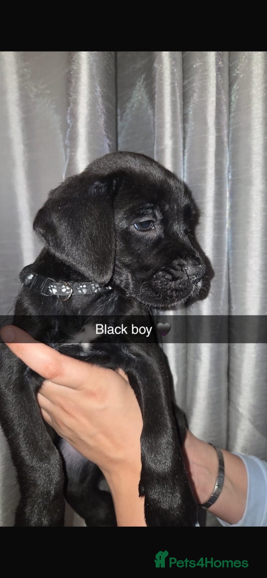 Mixed Breed dogs ONLY 3 BOYS LEFT - RARE BREED BOXADOR PUPPIES - Advert 2