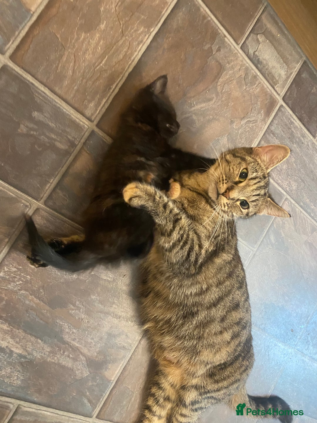 Mixed Breed cats for sale: Kittens for sale  - Image 11