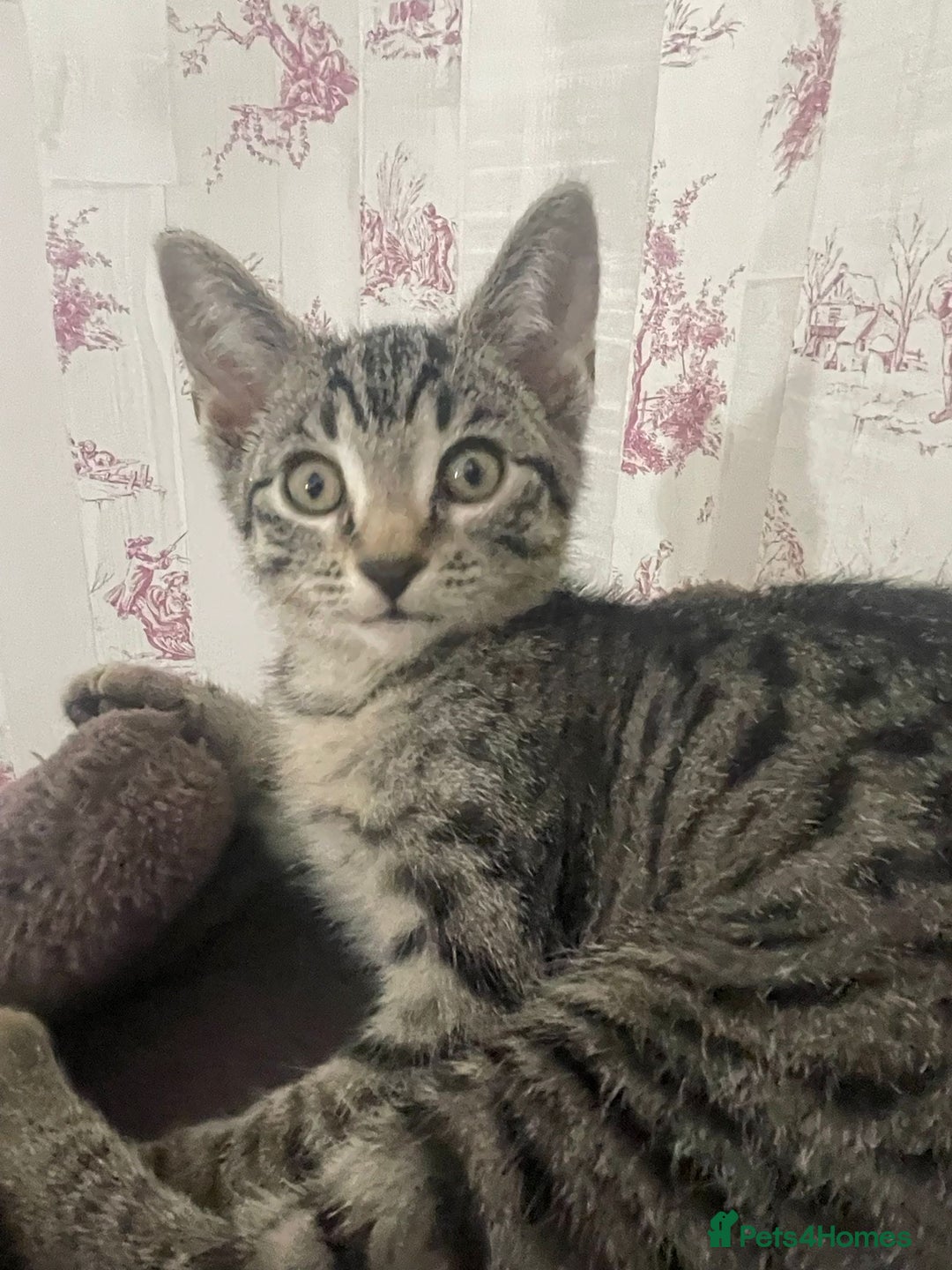 Mixed Breed cats for sale: Elf Sphynx & RagDoll cross last boy available - Advert 10