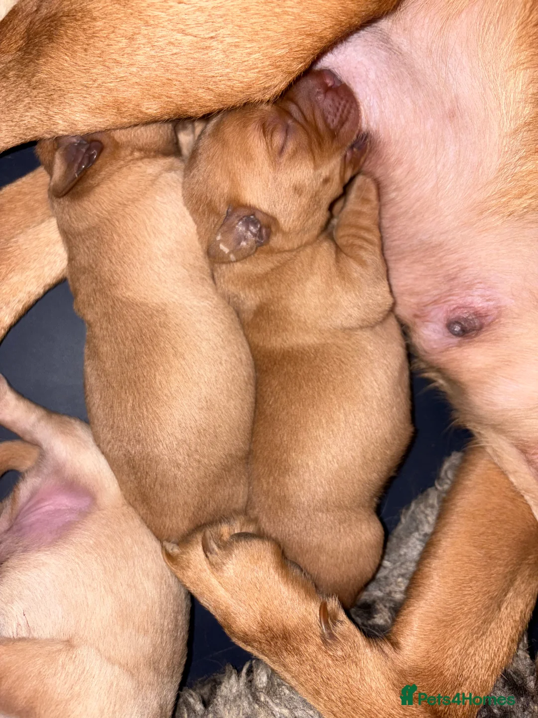 Labrador Retriever dogs for sale: Beautiful Fox Red Pedigree Labradors - Advert 7