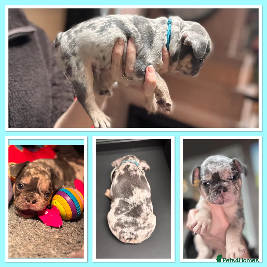 French Bulldog dogs for sale: Beautiful Frenchie Babies Seeking Forever Families - Advert 6