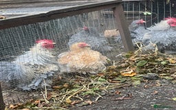 Chickens poultry for sale: Frizzle feather Bantons  - Image 5