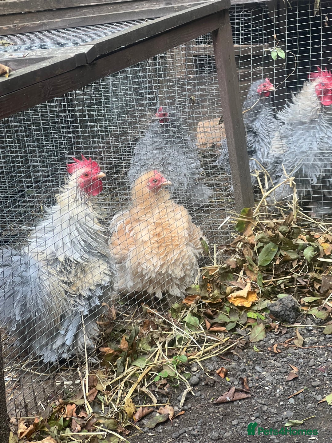Chickens poultry for sale: Frizzle feather Bantons  - Image 5