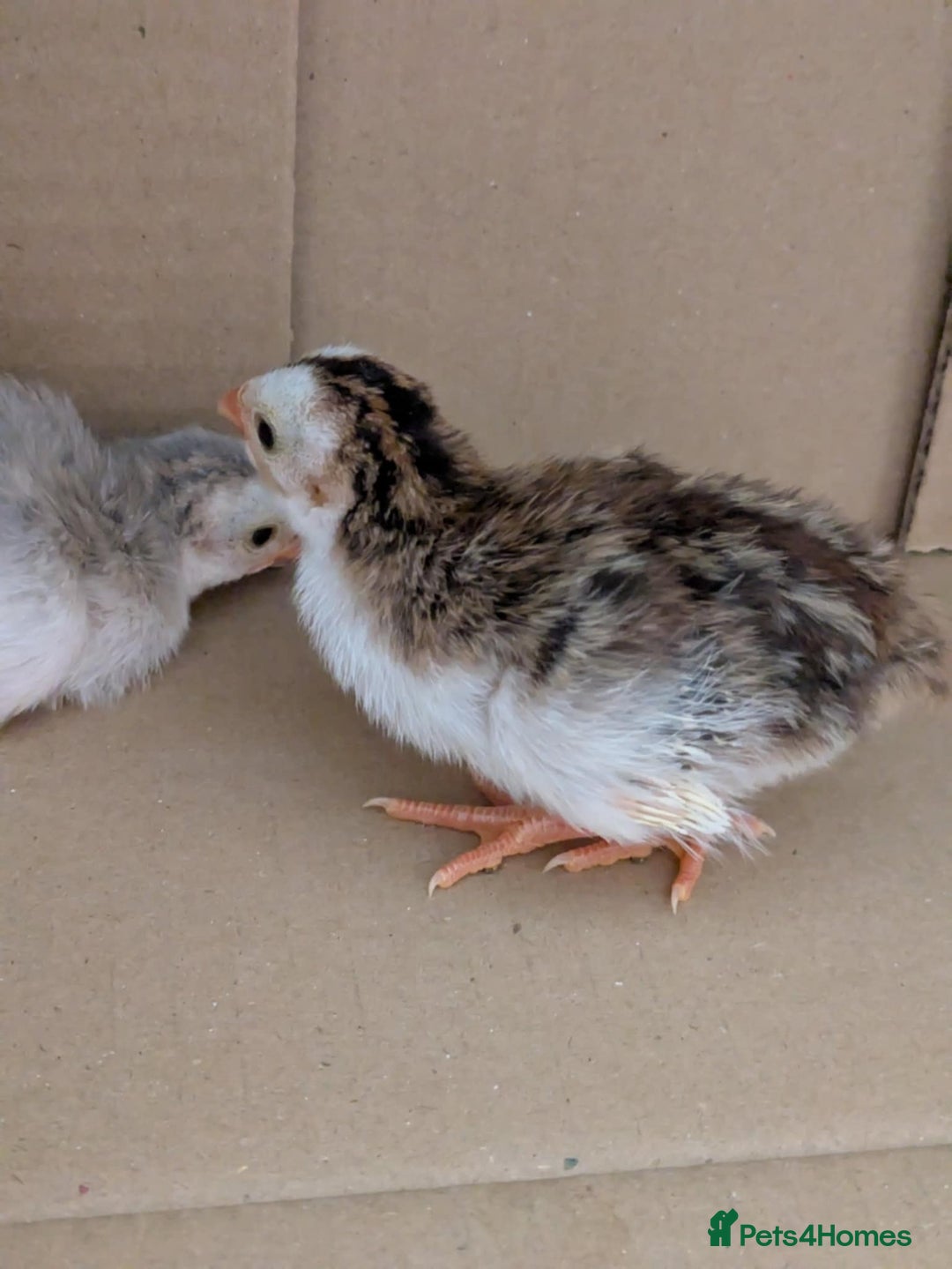 Guinea Fowl poultry for sale: Guinea Fowl Keets  - Image 3