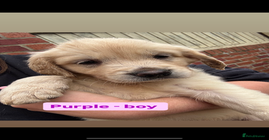 Golden Retriever dogs - Advert 4