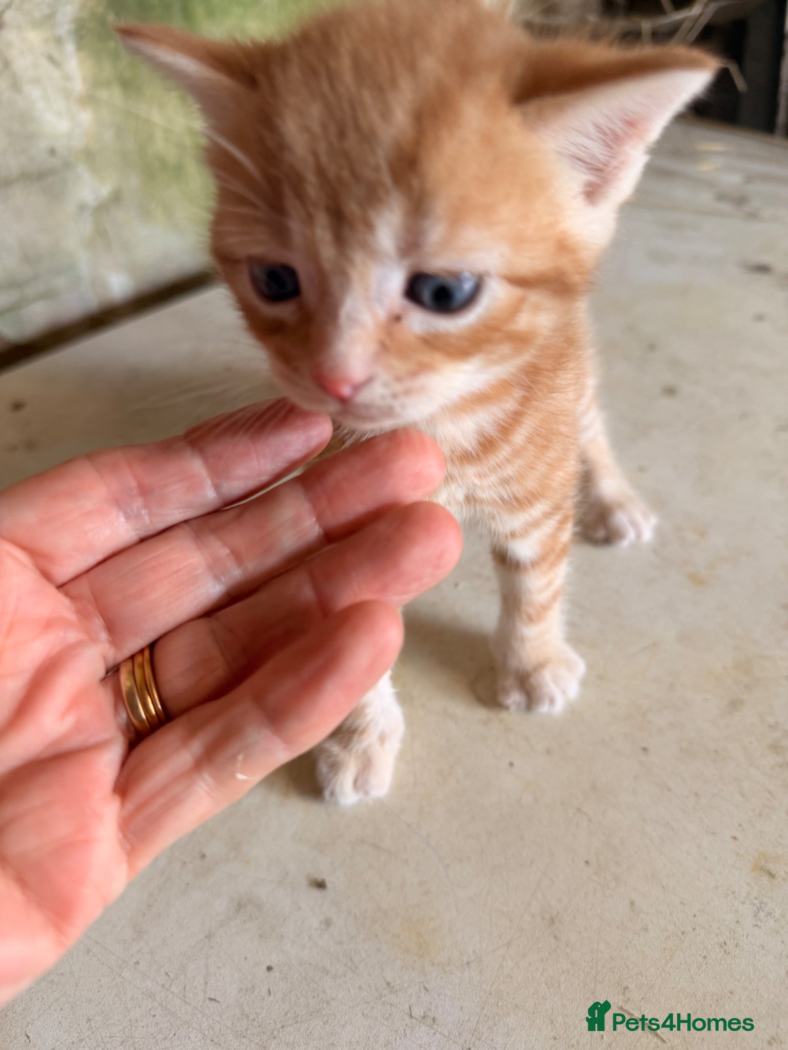 Mixed Breed cats for sale: Ginger kittens (part Bengal) - Advert 7