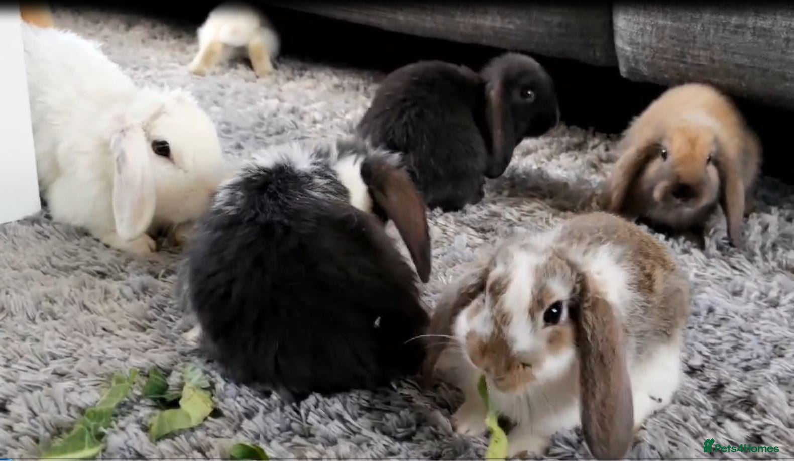 Mini Lop rabbits Cute French x Mini Lop Looking for Loving Homes! - Advert 2