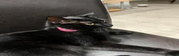 Domestic Shorthair cats for sale: Wendy - Black Cat 🐈‍⬛ - Advert 7