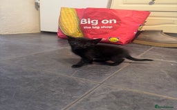 Mixed Breed cats for sale: Beautiful Kittens Ready now  - Image 12