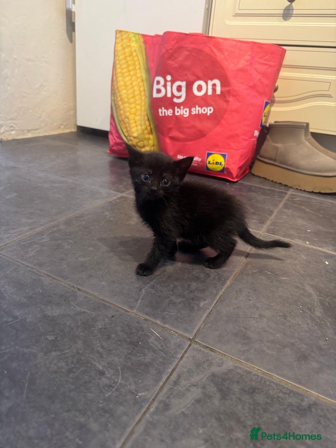 Mixed Breed cats for sale: Beautiful Kittens Ready now  - Image 12